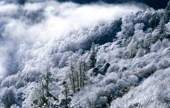 Картинка зима, лес, горы