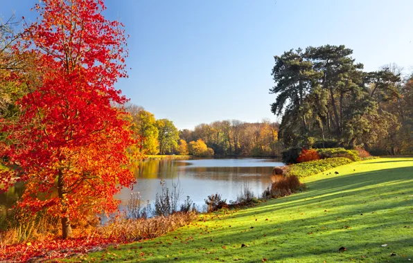 Картинка осень, трава, листья, деревья, природа, озеро, grass, trees, nature, autumn, lake, leaves, солнечный свет, sunlight, …