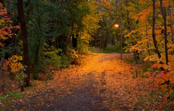Картинка осень, листья, деревья, природа, парк, фото, тропа, фонарь