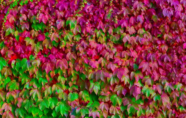 Картинка листья, цвета, макро, зеленый, розовый, текстура, много