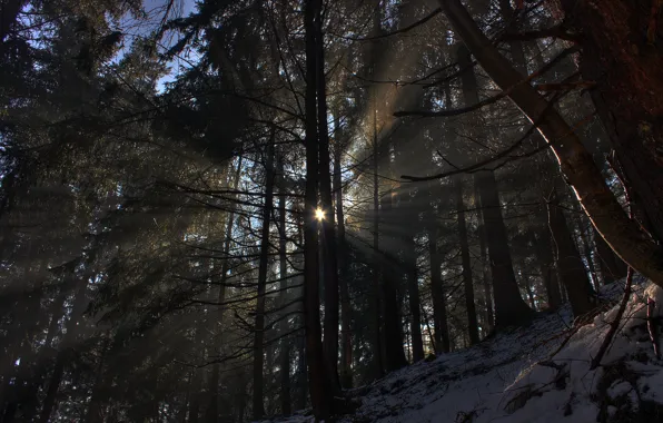 Картинка зима, лес, солнце, лучи, свет, снег, деревья, природа, фото