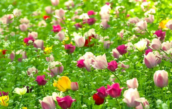Картинка поле, цветы, природа, растения, весна, Тюльпаны