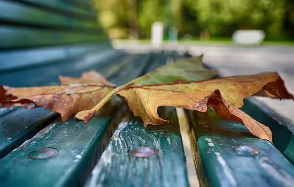 Картинка осень, макро, лист, скамья