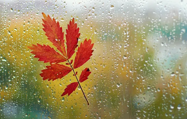 Картинка осень, стекло, капли, макро, лист, дождь, окно