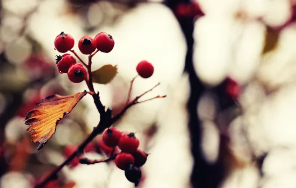 Картинка осень, цвета, макро, природа, ягоды, фото, фон, обои, обработка, картинка, растения. ветка