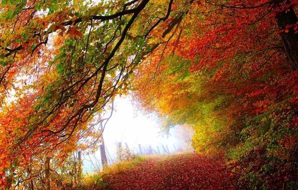 Картинка дорога, осень, лес, листья, деревья, природа, парк, colors, colorful, forest, road, trees, nature, park, autumn, …