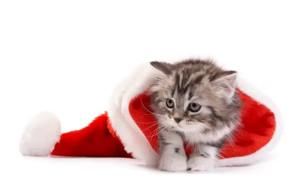 Картинка кошка, Рождество, Новый год, christmas, new year, cat, santa hat, Санта шляпу