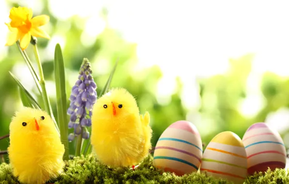 Картинка трава, цветы, природа, праздник, цыплята, яйца, весна, Пасха, нарцисс, Easter, гиацинт