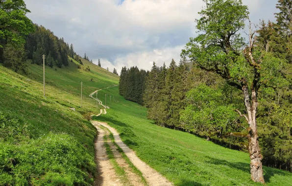 Картинка дорога, трава, пейзаж, природа, Швейцария, Fribourg