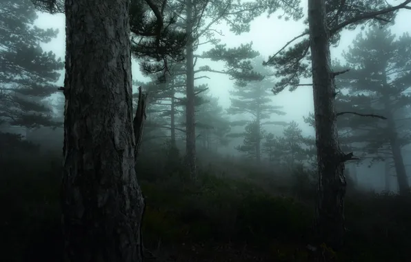 Картинка зелень, лес, деревья, туман, Франция, мох, Nikon, дымка, Green, Tree, France, Mist, Прованс, Fog, Mood, …