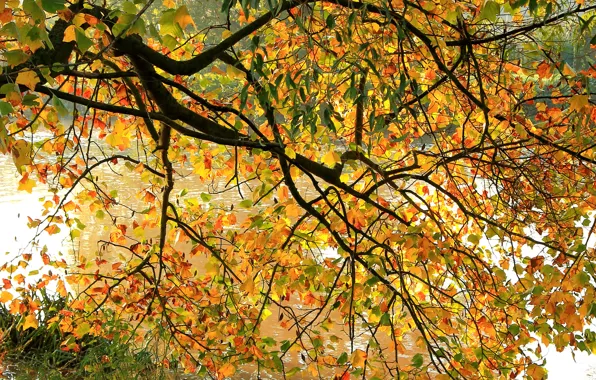 Картинка осень, листья, ветки, река, дерево