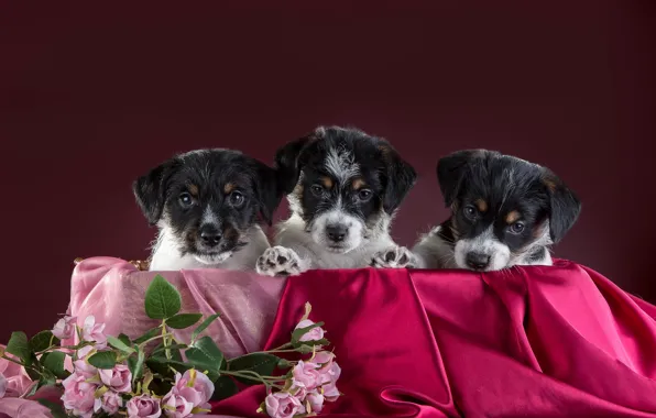 Картинка собаки, цветы, щенки, трио, троица, Бельгийский гриффон