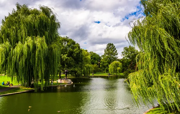 Картинка зелень, деревья, пруд, парк, США, Boston, Massachusetts
