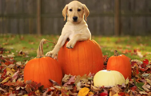 Картинка осень, листья, собака, тыквы, щенок, лабрадор ретривер, pupkin, labrador retriever
