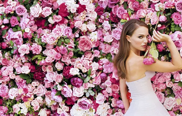 Картинка девушка, цветы, белое, розы, платье, актриса, Natalie Portman, Натали Портман, шатенка, розовые, кусты