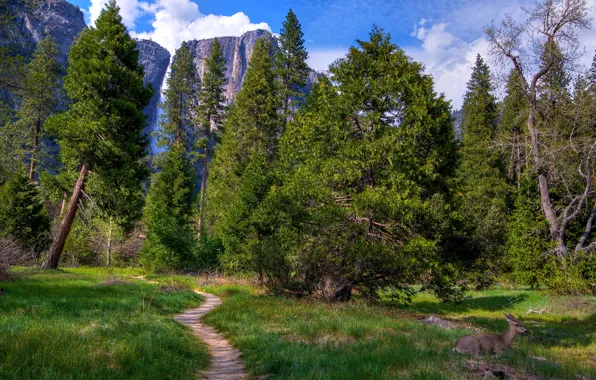 Картинка зелень, лес, трава, деревья, горы, скалы, поляна, водопад, Калифорния, США, тропинка, Национальный парк Йосемити, Yosemite …