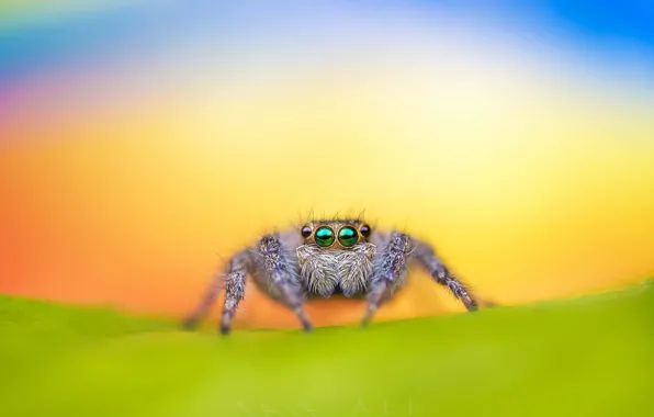 Картинка spider, macro, jumping, bagheera kiplingi