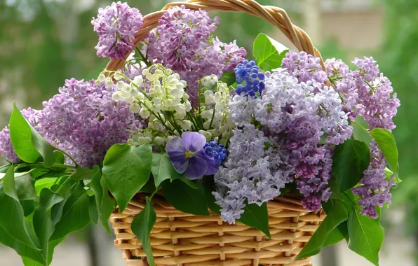 Картинка flower, flowers, violet, basket, lilac, whitr, lilacs