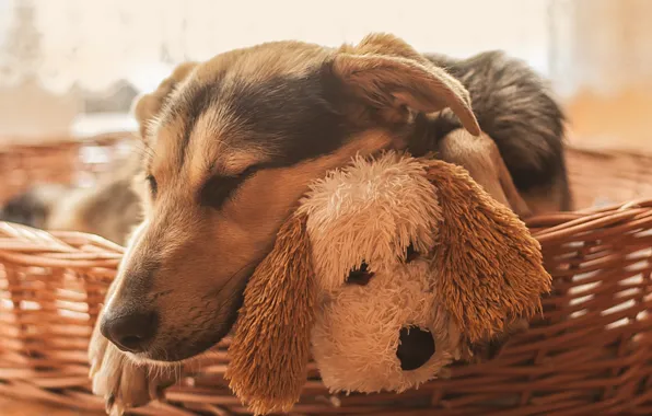 Картинка собаки, морда, игрушка, сон, собака, спящая