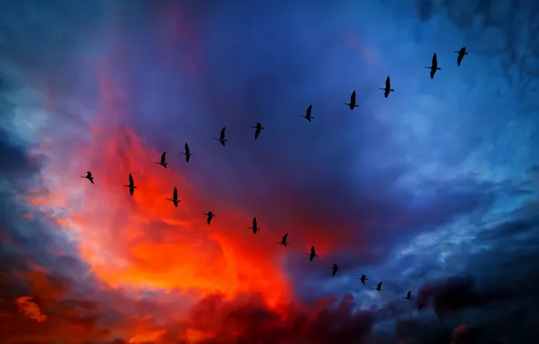 Картинка небо, облака, полет, закат, птицы, тучи, зарево, клин