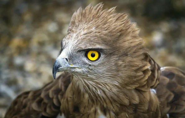 Картинка bird, feathers, eagle, yellow eye