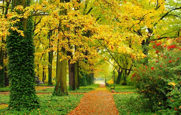 Картинка осень, листья, деревья, парк, листва, дорожки, желтые, зеленые, аллея, скамейки