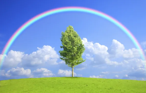 Картинка поле, природа, дерево, радуга, rainbow, field, nature, tree
