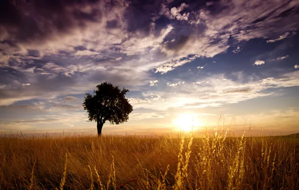 Картинка поле, трава, солнце, облака, закат, дерево, стебли, горизонт
