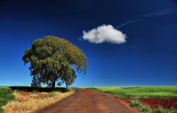 Картинка дорога, поле, небо, трава, облака, дерево
