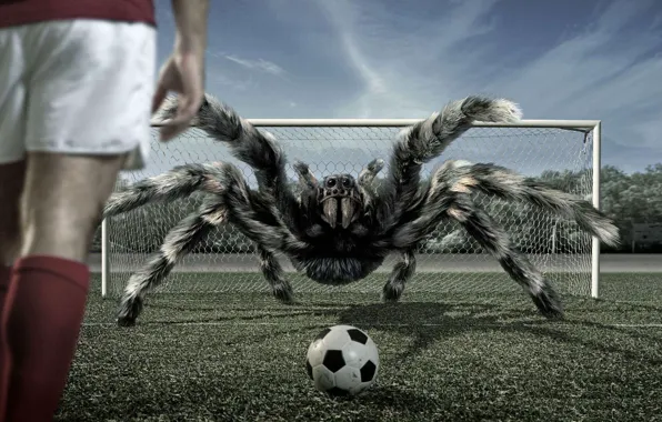 Картинка футбол, мяч, паук, ворота, тарантул