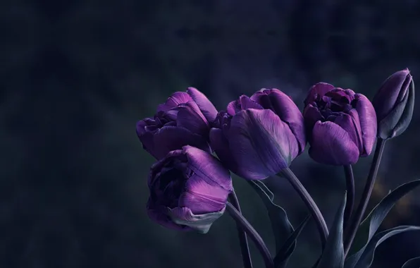 Картинка цветы, тюльпан, букет