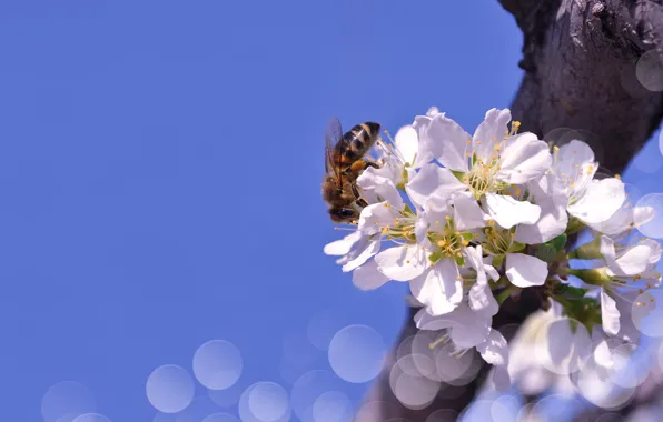 Картинка небо, макро, цветы, природа, пчела, ветка, весна, боке, Larisa Koshkina