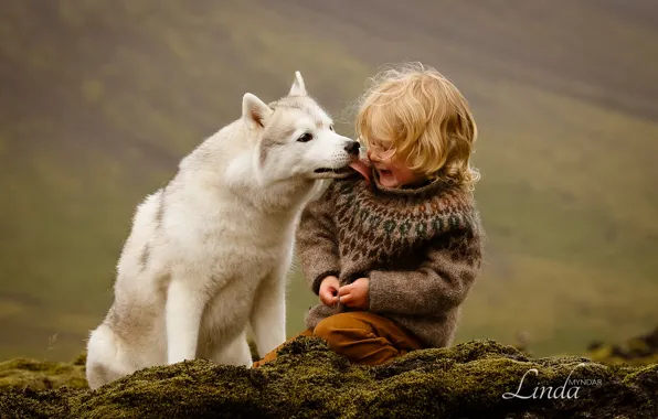 Картинка собака, Мальчик, дружба, друзья, Исландия, хаски