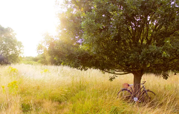Картинка лето, трава, деревья, природа, велосипед, дерево, поляна, растения