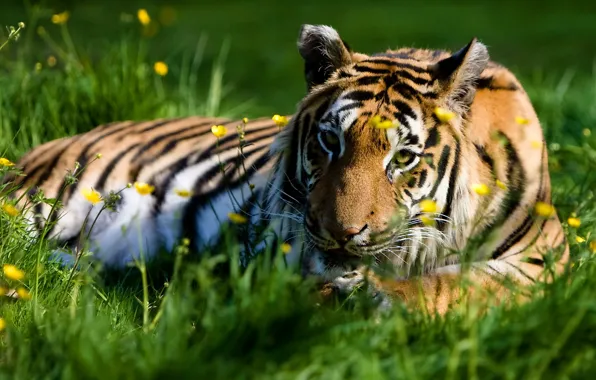 Картинка лето, трава, взгляд, тигр, отдых, хищник