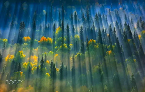 Картинка осень, лес, свет, деревья, природа, дымка