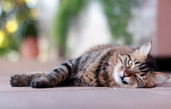 Картинка кошка, кот, взгляд, морда, лежит, полосатый, клык