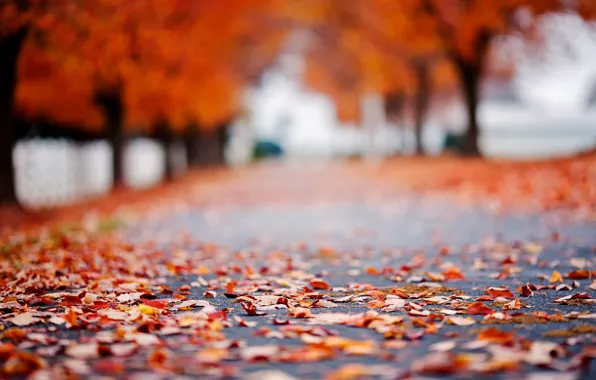 Картинка дорога, осень, асфальт, листья, макро, деревья, фон, дерево, обои, листва, размытие, wallpaper, листочки, road, trees, …