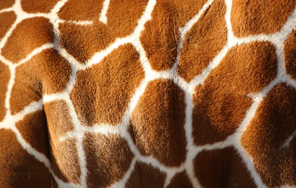 Картинка white, pattern, color, giraffe, Brown, skin