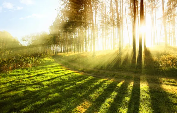 Картинка лес, лето, трава, солнце, лучи, свет, деревья, природа, тепло, дерево, настроение, весна, grass, forest, широкоформатные …