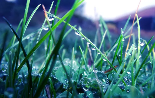 Картинка зелень, трава, капли, макро, природа, роса, дождь, растения
