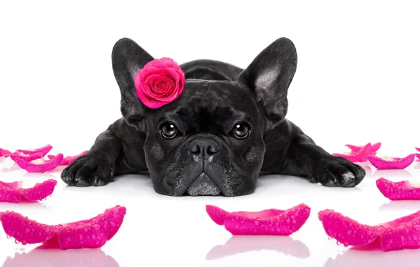Картинка собака, love, rose, heart, dog, romantic, funny, cute
