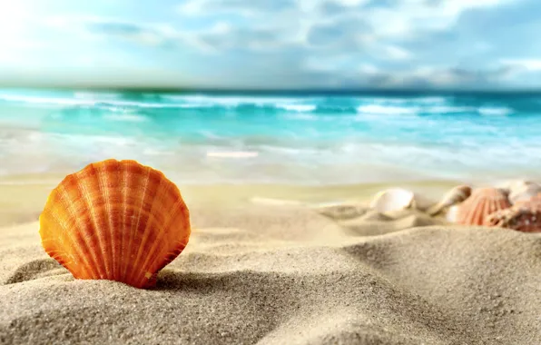 summer-beach-sea-sand-shell.jpg