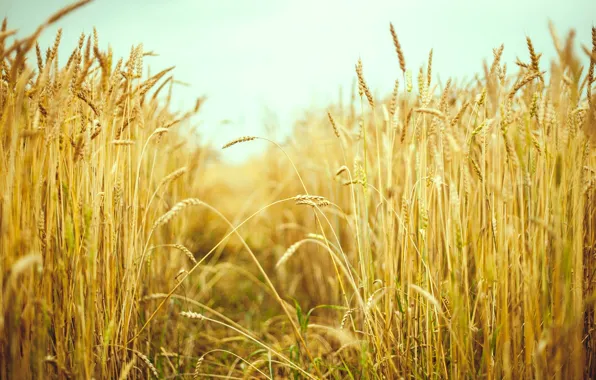 Картинка пшеница, поле, лето, солнце, макро, фон, обои, рожь, колоски, wallpaper, колосья, field, широкоформатные, background, macro, …