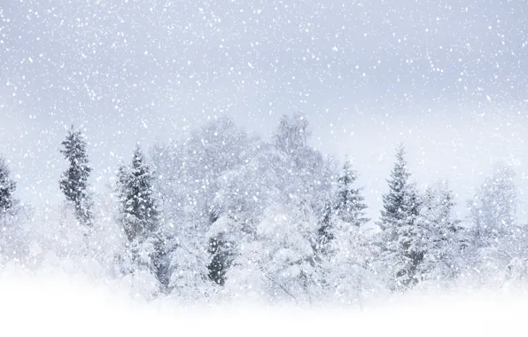Картинка зима, снег, деревья, Winter beauty, кругом бело, летящий