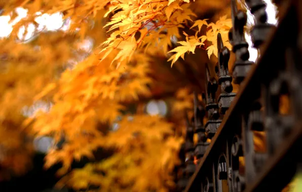 Картинка осень, листья, природа, ограда, решетка, nature, autumn, leaves, fence, lattice