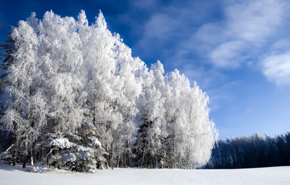 Картинка зима, лес, небо, иний, холодно, Winter is beautiful but cold