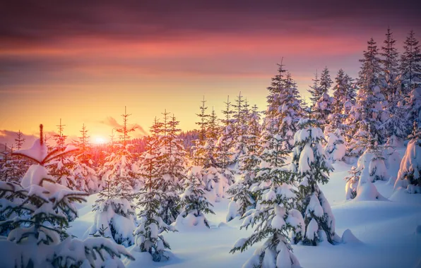 Картинка зима, снег, деревья, закат, природа, елки, nature, sunset, winter, snow, tree