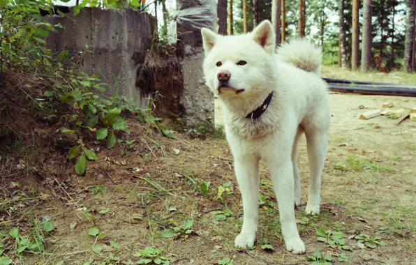 Картинка собаки, белый, природа, акита-ину