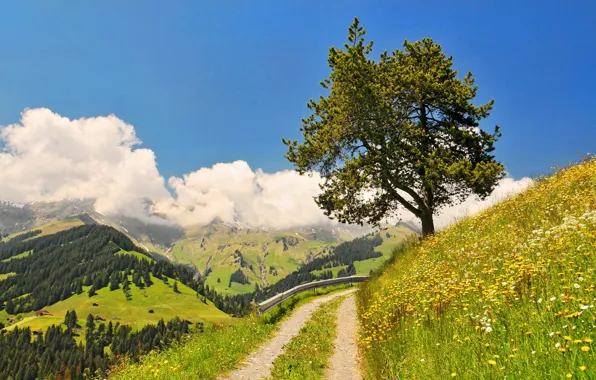 Картинка дорога, лес, небо, трава, облака, цветы, горы, природа, дерево, поворот
